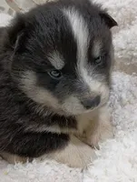 processed/bc87dfcf-b6f2-41df-88b2-2f9d091e709b/listing/4a6e4b6d-db87-47c5-bd0c-9e99d82a5874/fed2a6c9-628a-49a5-bbb7-a5855f74c1af