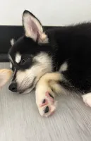 Mika, a male Pomsky for sale in Orange Park, FL – 2 of 6