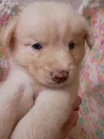 Honey, a female Pomsky for sale in Orange Park, FL – 2 of 10