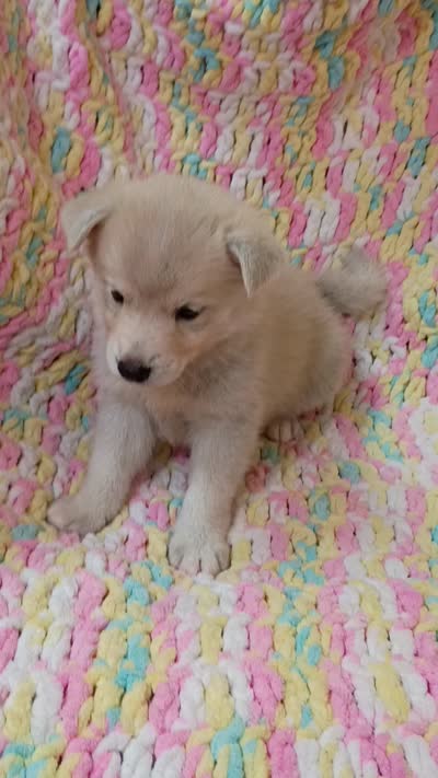 Kona, a male Pomsky for sale in Orange Park, FL – 8 of 9