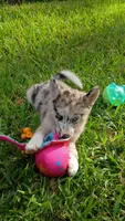 Chai, a female Pomsky for sale in Orange Park, FL – 2 of 9