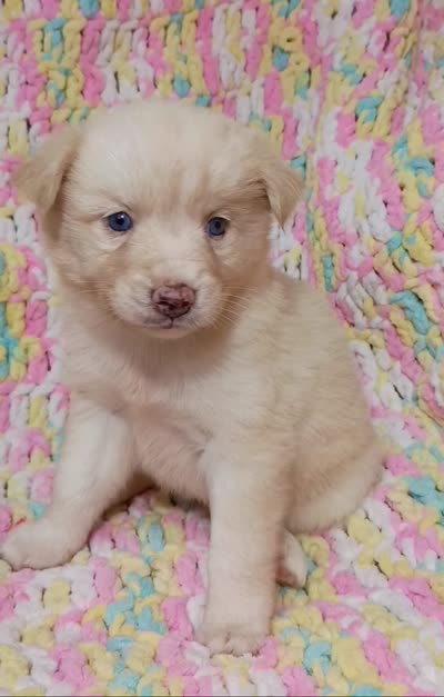 Honey, a female Pomsky for sale in Orange Park, FL – 9 of 10