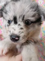 Latte, a female Pomsky for sale in Orange Park, FL – 3 of 10
