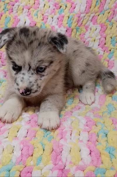 Chai, a female Pomsky for sale in Orange Park, FL – 8 of 8