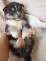 Mika, a male Pomsky for sale in Orange Park, FL – 4 of 10