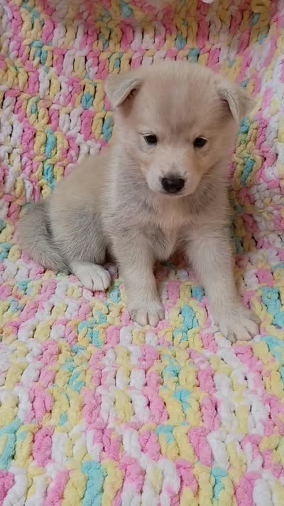 Kona, a male Pomsky for sale in Orange Park, FL – 9 of 9