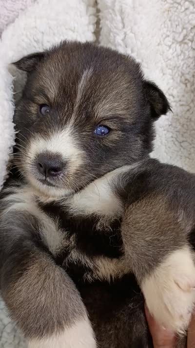 Mayne, a female Pomsky for sale in Orange Park, FL – 9 of 10