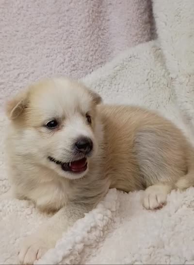 Takita, a female Pomsky for sale in Orange Park, FL – 9 of 10