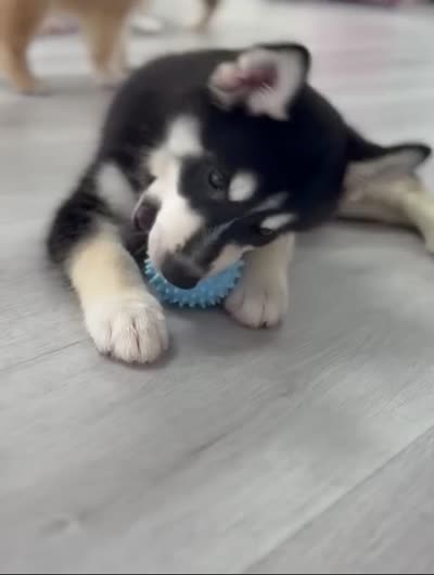 Mika, a male Pomsky for sale in Orange Park, FL – 6 of 6