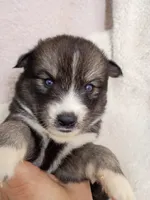 Mayne, a female Pomsky for sale in Orange Park, FL – 6 of 10
