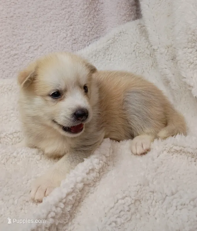 Takita – Pomsky puppy for sale in Orange Park, FL