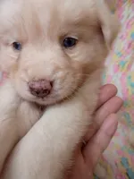 Honey, a female Pomsky for sale in Orange Park, FL – 6 of 10