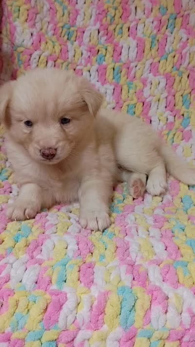 Honey, a female Pomsky for sale in Orange Park, FL – 10 of 10