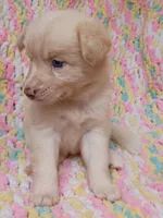 Honey, a female Pomsky for sale in Orange Park, FL – 8 of 10
