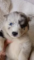 Vanabelle , a female Pomsky for sale in Orange Park, FL – 2 of 10