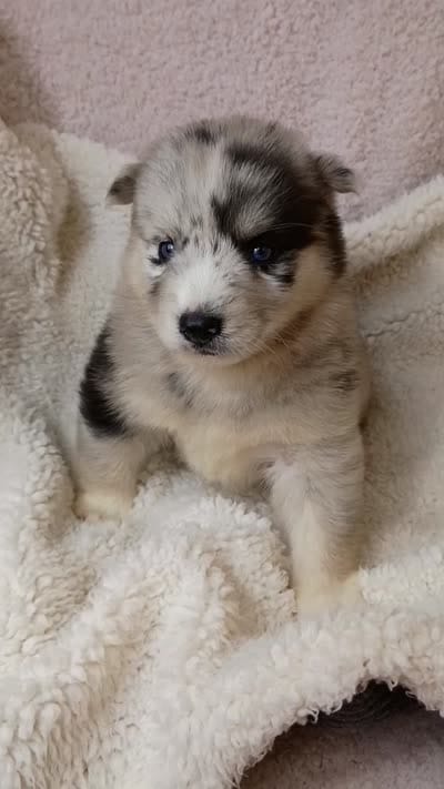 Vanabelle , a female Pomsky for sale in Orange Park, FL – 9 of 10