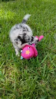 Latte, a female Pomsky for sale in Orange Park, FL – 4 of 10