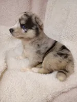 Vanabelle , a female Pomsky for sale in Orange Park, FL – 5 of 10