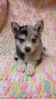 Macchi, a female Pomsky for sale in Orange Park, FL – 8 of 10
