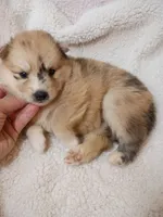 Capella, a female Pomsky for sale in Orange Park, FL – 5 of 10