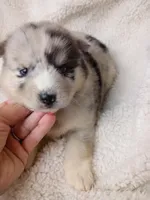Vanabelle , a female Pomsky for sale in Orange Park, FL – 8 of 10