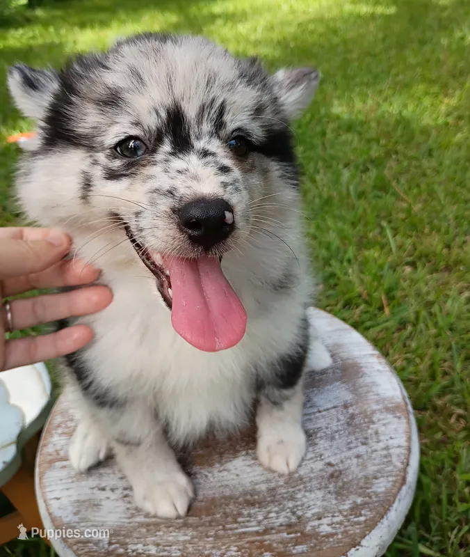 Latte – Pomsky puppy for sale in Orange Park, FL