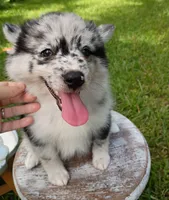Latte, a female Pomsky for sale in Orange Park, FL – 1 of 10
