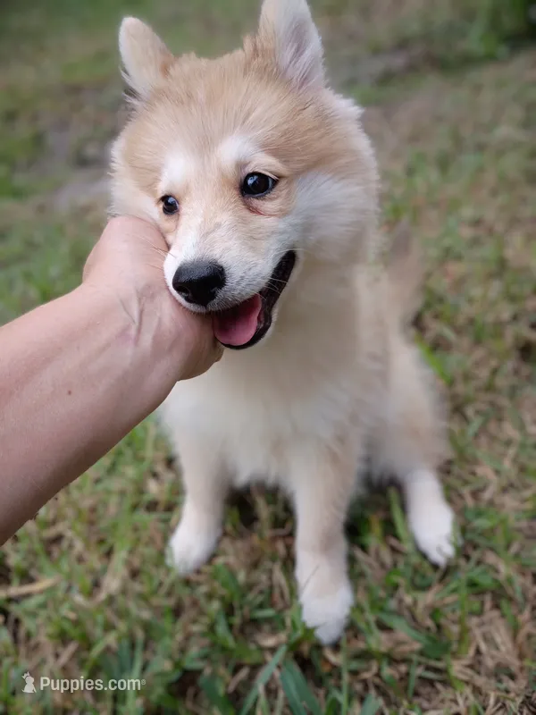 Capella – Pomsky puppy for sale in Orange Park, FL