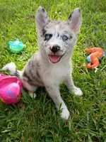 Chai, a female Pomsky for sale in Orange Park, FL – 5 of 9