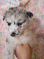 Chai, a female Pomsky for sale in Orange Park, FL – 7 of 8