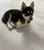 Mika, a male Pomsky for sale in Orange Park, FL – 4 of 6