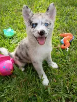 Chai, a female Pomsky for sale in Orange Park, FL – 3 of 9