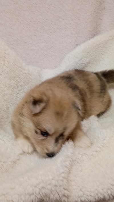 Capella, a female Pomsky for sale in Orange Park, FL – 10 of 10