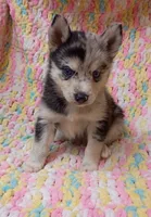 Macchi, a female Pomsky for sale in Orange Park, FL – 7 of 10