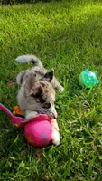 Chai, a female Pomsky for sale in Orange Park, FL – 4 of 9