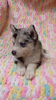 Macchi, a female Pomsky for sale in Orange Park, FL – 3 of 10