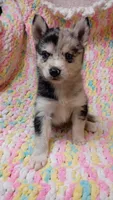 Macchi, a female Pomsky for sale in Orange Park, FL – 6 of 10