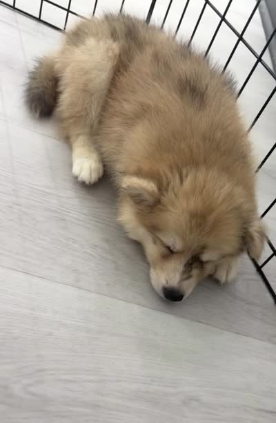 Capella, a female Pomsky for sale in Orange Park, FL – 9 of 9