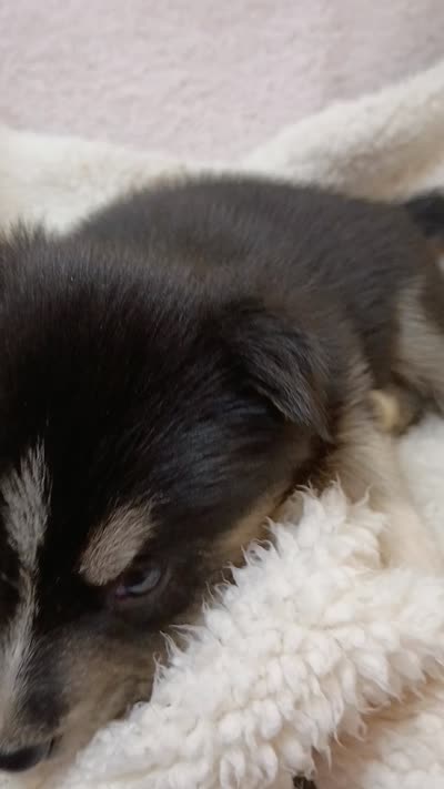 Mika, a male Pomsky for sale in Orange Park, FL – 10 of 10