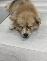 Capella, a female Pomsky for sale in Orange Park, FL – 7 of 9