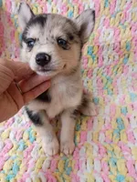 Macchi, a female Pomsky for sale in Orange Park, FL – 4 of 10