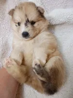 Capella, a female Pomsky for sale in Orange Park, FL – 4 of 10