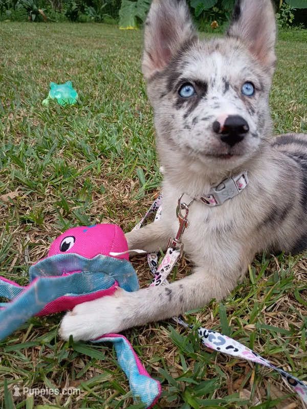 Chai – Pomsky puppy for sale in Orange Park, FL