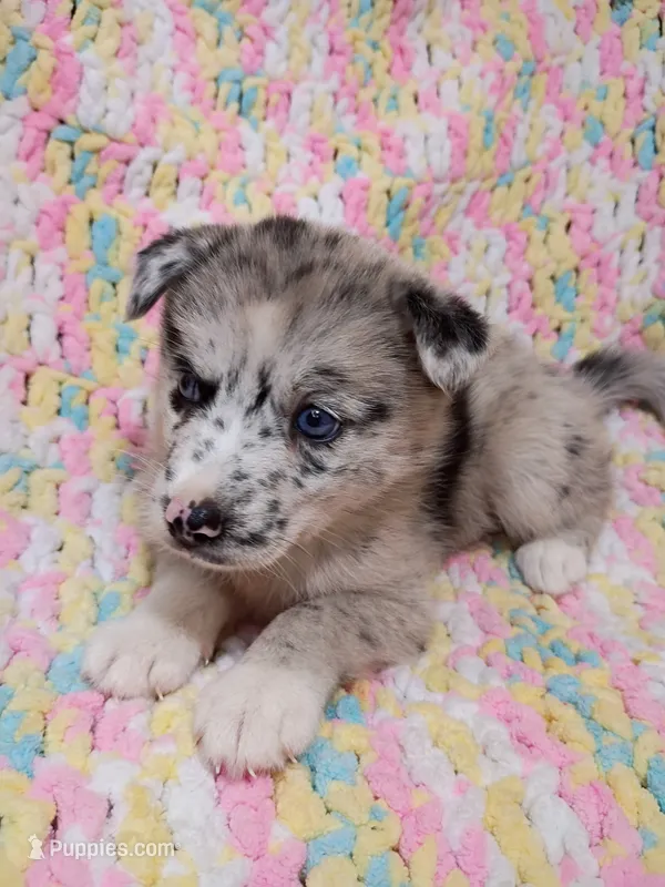 Chai – Pomsky puppy for sale in Orange Park, FL