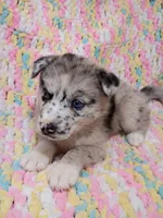 Chai, a female Pomsky for sale in Orange Park, FL – 1 of 8