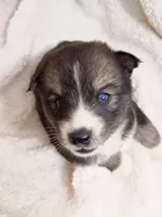 Mayne, a female Pomsky for sale in Orange Park, FL – 5 of 10