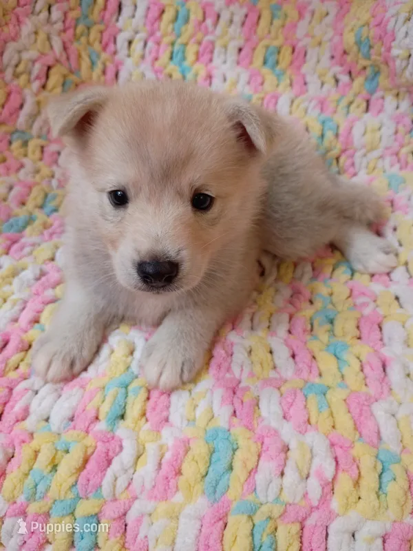 Kona – Pomsky puppy for sale in Orange Park, FL
