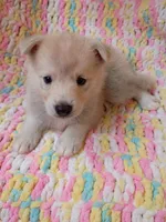 Kona, a male Pomsky for sale in Orange Park, FL – 1 of 9