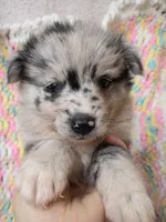 Latte, a female Pomsky for sale in Orange Park, FL – 5 of 10