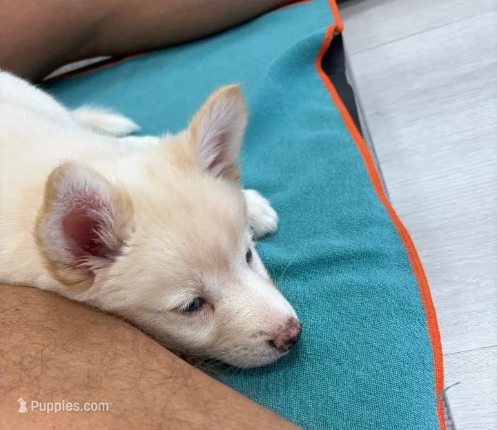 Honey – Pomsky puppy for sale in Orange Park, FL
